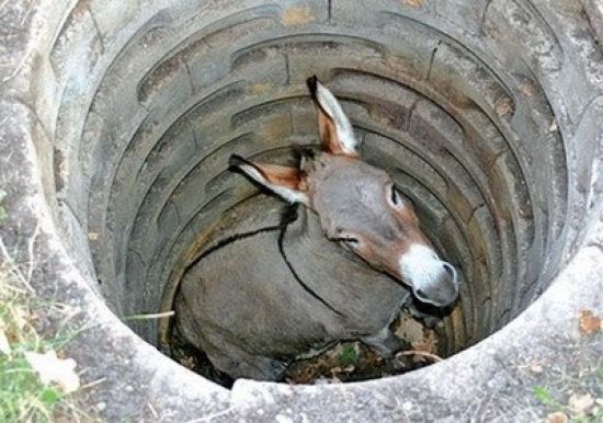 donkey in the well