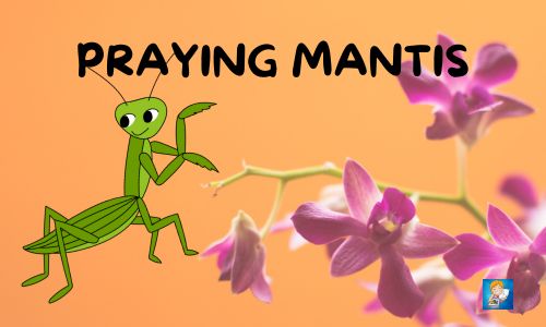 praying mantis